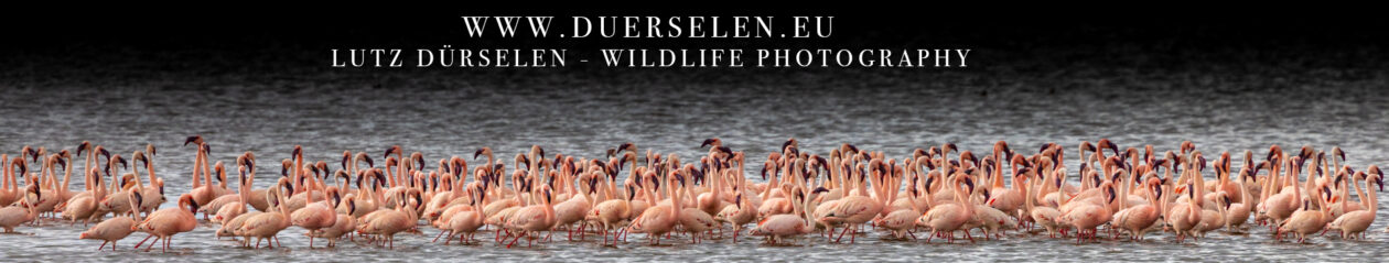 Lutz Dürselen Fotografie